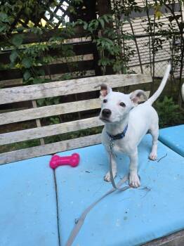 Biscuit Maplewood -  Chihuahua and Dachshund Dog for Adoption in Waunakee, Wisconsin - Biscuit Maplewood | PetCurious