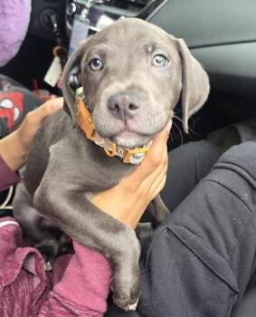 STREETER -  American Staffordshire Terrier Dog for Adoption in San Antonio, Texas - STREETER | PetCurious