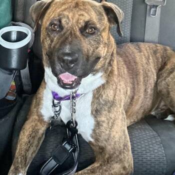 Rescue Mastiff and American Staffordshire Terrier Dogs for Adoption in Colonial Heights, Virginia - Humphrey Bogart | PetCurious