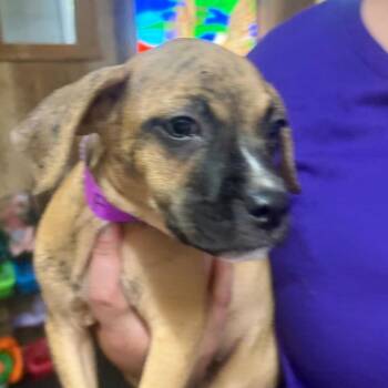 ALPHARETTA - Cardamom "Cardi" -  Mixed Breed Dog for Adoption in Blairsville, Georgia - ALPHARETTA - Cardamom "Cardi" | PetCurious