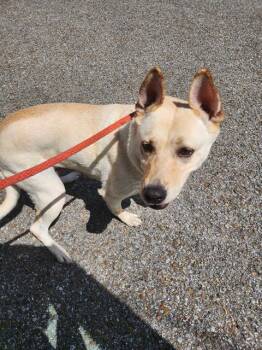 FARRAH -  Carolina Dog and Mixed Breed Dog for Adoption - FARRAH | PetCurious