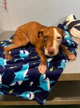 Tinkerbell 26 -  Mixed Breed Dog for Adoption in Brookhaven, Mississippi - Tinkerbell 26 | PetCurious