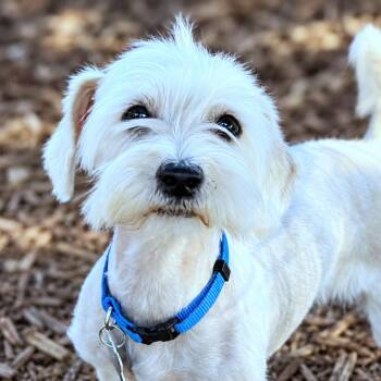Alfredo -  Schnauzer and Mixed Breed Dog for Adoption in Boerne, Texas - Alfredo | PetCurious