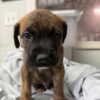 Sweet and Salty -  Pit Bull Terrier Dog for Adoption in Columbia, South Carolina - Sweet And Salty | PetCurious