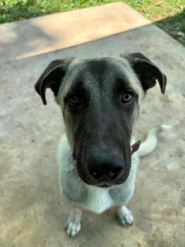 CHIEF -  Anatolian Shepherd Dog for Adoption in St. Peters, Missouri - CHIEF | PetCurious