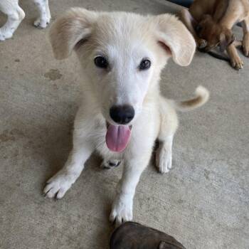 Charlie -  Great Pyrenees and Mixed Breed Dog for Adoption in Buffalo, Minnesota - Charlie | PetCurious