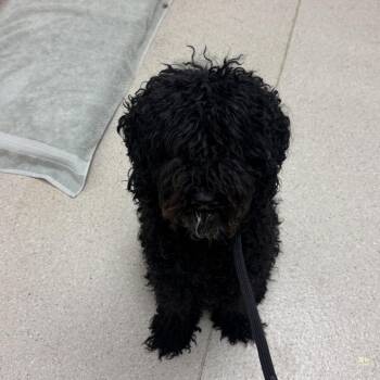 Meena -  Mixed Breed Dog for Adoption in Murray, Utah - Meena | PetCurious