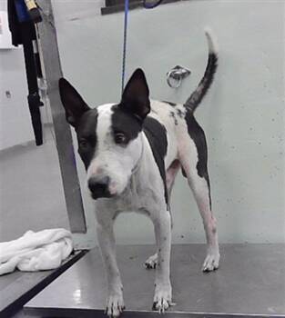 A2098247 -  Staffordshire Bull Terrier and Mixed Breed Dog for Adoption in Houston, Texas - A2098247 | PetCurious