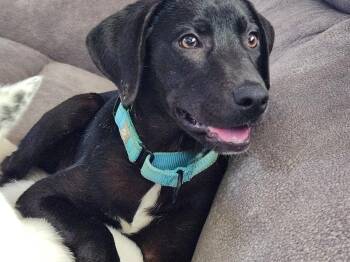 Black Labrador Retriever and Mixed Breed Dogs Available for Adoption in Dysart, Iowa - Faith  | PetCurious