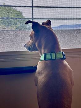 Chihuahua Dogs Available for Adoption in Bothell, Washington - Mr. RED | PetCurious