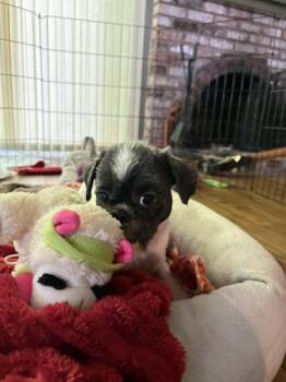 Shih Tzu Dogs Available for Adoption - Mr. Tenzi | PetCurious