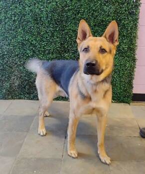 Rescue German Shepherd Dog and Mixed Breed Dogs for Adoption in El Paso, Texas - 59839047 | PetCurious