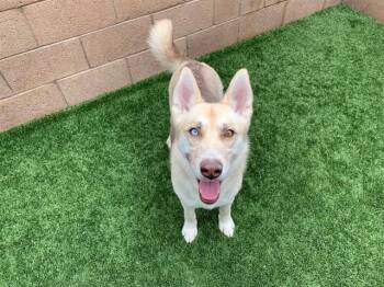 Rescue Siberian Husky Dogs for Adoption in San Marcos, California - URGENT! SAVE ME PLEASE! Lizzy ID#A545262 | PetCurious