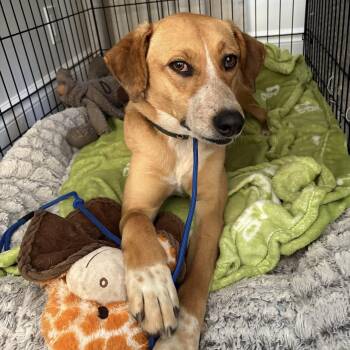 Mixed Breed Dogs Available for Adoption - Anika | PetCurious