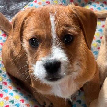 Dachshund and Terrier Dogs Available for Adoption - Fig Newton | PetCurious