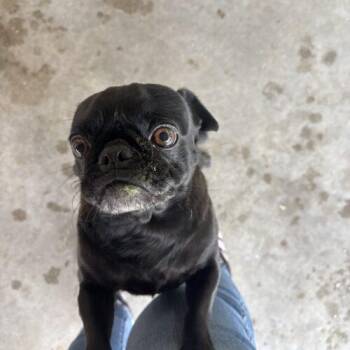 Gigi -  Pug Dog for Adoption in Seattle, Washington - Gigi | PetCurious
