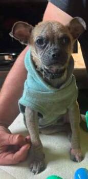 Pug and Chihuahua Dogs Available for Adoption in Newport, Kentucky - Wolf | PetCurious