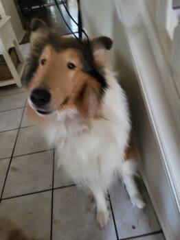 SONNY -  Collie Dog for Adoption in San Antonio, Texas - SONNY | PetCurious