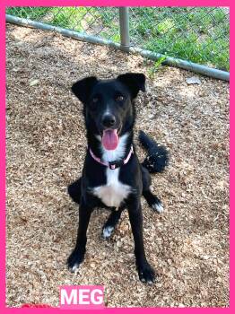 Meg -  Dachshund and Terrier Dog for Adoption in Granbury, Texas - Meg | PetCurious
