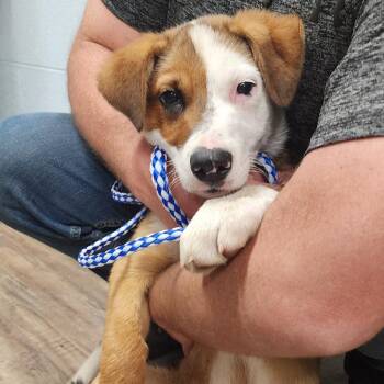 Border Collie Dogs Available for Adoption in Evensville, Tennessee - Ruger | PetCurious