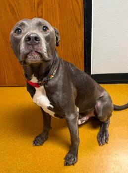 Hennessy -  Pit Bull Terrier Dog for Adoption in Maryville, Missouri - Hennessy | PetCurious