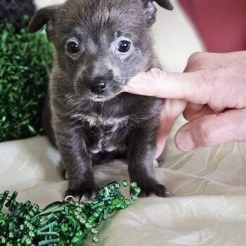 Dachshund and Chihuahua Dogs Available for Adoption - Honeybee Litter- Rosa, Daisy, Trily And Ivy! | PetCurious