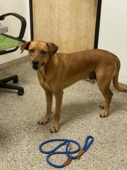Irby -  Mixed Breed Dog for Adoption in Vancouver, Washington - Irby | PetCurious