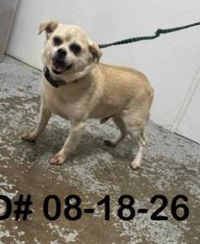 Riko -  Pug and Beagle Dog for Adoption in Largo, Florida - Riko | PetCurious
