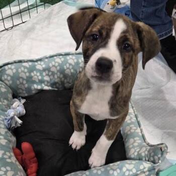 Terrier and Mixed Breed Dogs Available for Adoption - Beckham | PetCurious