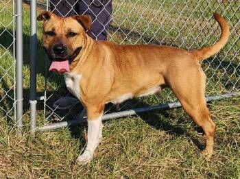 Rescue Labrador Retriever and American Bulldog Dogs for Adoption in Brunswick, Georgia - TT | PetCurious