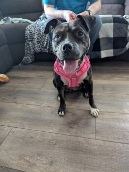 Rescue Pit Bull Terrier and Staffordshire Bull Terrier Dogs for Adoption in Bloomfield Hills, Michigan - Lady Panther | PetCurious