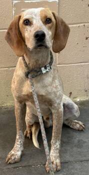 English Coonhound Dogs Available for Adoption in Swainsboro, Georgia - Augie | PetCurious