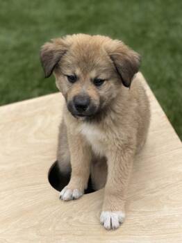 Stormy -  Shepherd and Mixed Breed Dog for Adoption in Denver, Colorado - Stormy | PetCurious