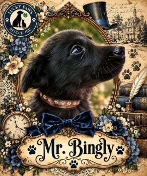 Pride & Prejudice Litter -  Mr. Bingly -  Husky and Labrador Retriever Dog for Adoption in Oswego, South Carolina - Pride & Prejudice Litter -  Mr. Bingly | PetCurious