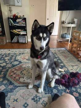 Rescue Siberian Husky Dogs for Adoption in Groveland, Massachusetts - Ozzy | PetCurious