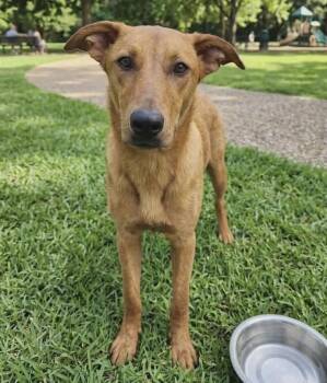 Chiffon -  Shepherd and Golden Retriever Dog Available for Adoption in Troy, Alabama - Chiffon | PetCurious