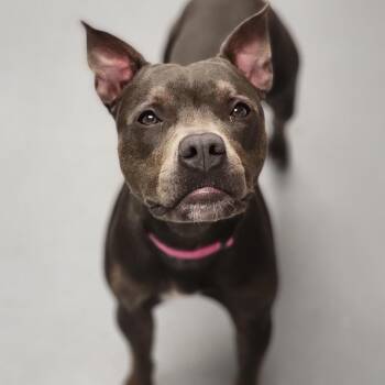 Mixed Breed Dogs Available for Adoption in Sarasota, Florida - Hazel | PetCurious
