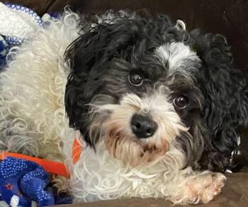 Rescue Miniature Poodle and Havanese Dogs for Adoption in Beaverton, Oregon - Linus | PetCurious