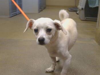 VERNON -  Chihuahua Dog for Adoption in Sacramento, California - VERNON | PetCurious