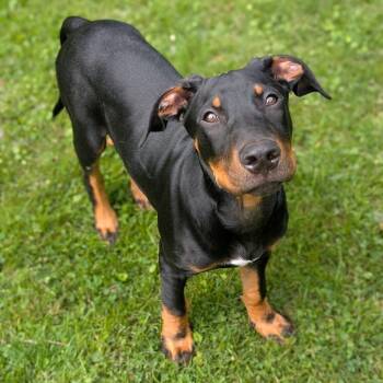 Chicken -  Doberman Pinscher and Mixed Breed Dog for Adoption in Watertown, New York - Chicken | PetCurious