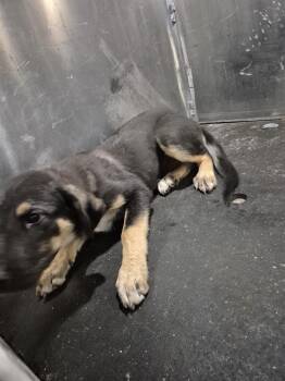 German Shepherd Dog Dogs Available for Adoption - SOLO | PetCurious