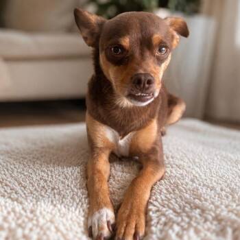 Mr. Cuddly Pinto Bean -  Chihuahua and Miniature Pinscher Dog for Adoption in Ridgefield, Washington - Mr. Cuddly Pinto Bean | PetCurious