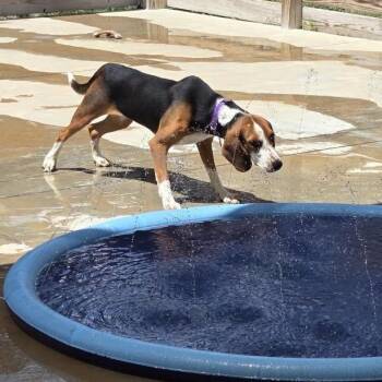 Nestle -  Beagle and Mixed Breed Dog for Adoption in Freeport, Florida - Nestle | PetCurious