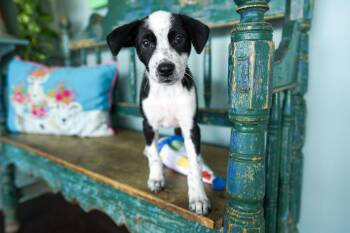 Australian Cattle Dog Blue Heeler Dogs Available for Adoption in San Antonio, Texas - Rosalina | PetCurious