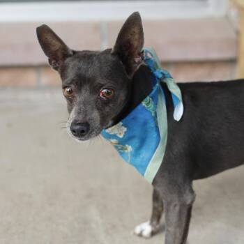 HARLEY -  Rat Terrier Dog for Adoption in San Antonio, Texas - HARLEY | PetCurious