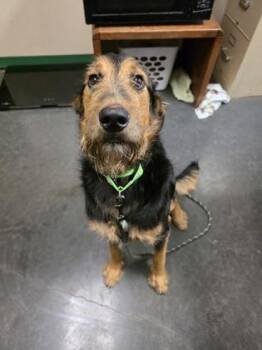 Rescue Shepherd Dogs for Adoption in Springfield, Missouri - Dio (Newton) | PetCurious