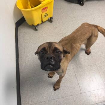 Bethany 26-08-135 -  Mastiff Dog for Adoption in Bastrop, Texas - Bethany 26-08-135 | PetCurious