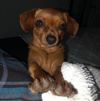 Cardi B -  Chihuahua and Dachshund Dog for Adoption in Liverpool, Texas - Cardi B | PetCurious