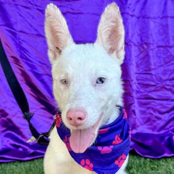 Rescue Australian Kelpie Dogs for Adoption in Rowland Heights, California - LYRA | PetCurious