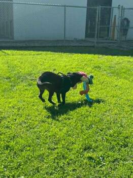 Haze -  Labrador Retriever and Shepherd Dog for Adoption in Marion, Ohio - Haze | PetCurious